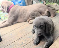 Starfish, a female Weimaraner for sale in Blue Ridge, VA – 4 of 8