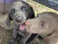 Starfish, Long Hair, a female Weimaraner for sale in Blue Ridge, VA – 8 of 8