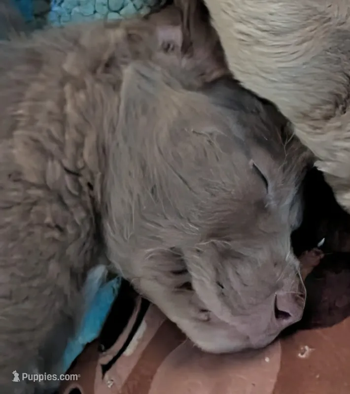 Dreama – Weimaraner puppy for sale in Blue Ridge, VA