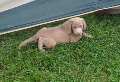 Reef, Long Hair, a male Weimaraner for sale in Blue Ridge, VA – 7 of 9