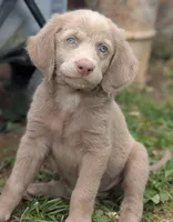 Ocean, Long Hair, a female Weimaraner for sale in Blue Ridge, VA – 4 of 10