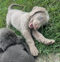 Sandy, Long Hair, a female Weimaraner for sale in Blue Ridge, VA – 6 of 8