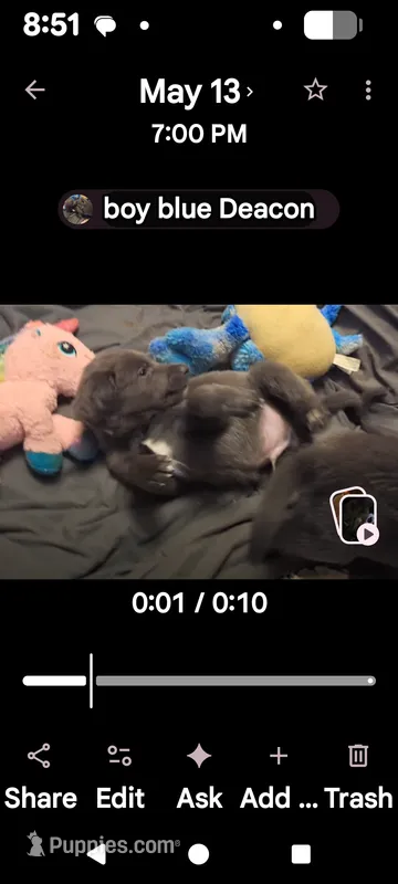 Deacon – Weimaraner puppy for sale in Blue Ridge, VA