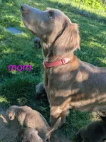 Heaven, a female Weimaraner for sale in Blue Ridge, VA – 7 of 8
