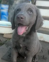 Starfish, Long Hair, a female Weimaraner for sale in Blue Ridge, VA – 6 of 8