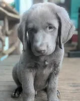 Salty, Long Hair, a male Weimaraner for sale in Blue Ridge, VA – 4 of 8