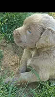 Heaven, a female Weimaraner for sale in Blue Ridge, VA – 2 of 8
