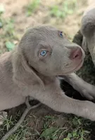 Sandy, Long Hair, a female Weimaraner for sale in Blue Ridge, VA – 4 of 8