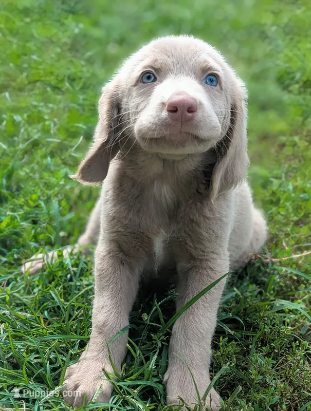 Reef – Weimaraner puppy for sale in Blue Ridge, VA
