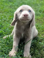 Reef, Long Hair, a male Weimaraner for sale in Blue Ridge, VA – 1 of 9