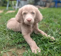 Ocean, Long Hair, a female Weimaraner for sale in Blue Ridge, VA – 2 of 10