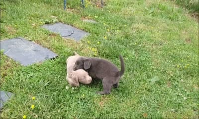 Heaven, a female Weimaraner for sale in Blue Ridge, VA – 8 of 8