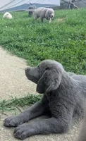 Salty, Long Hair, a male Weimaraner for sale in Blue Ridge, VA – 8 of 8