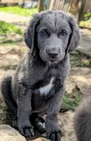 Deacon, a male Weimaraner for sale in Blue Ridge, VA – 2 of 2