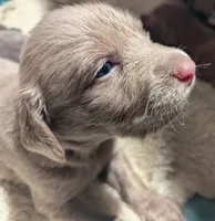 Reef, a male Weimaraner for sale in Blue Ridge, VA – 2 of 4