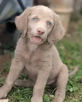 Ocean, Long Hair, a female Weimaraner for sale in Blue Ridge, VA – 1 of 10