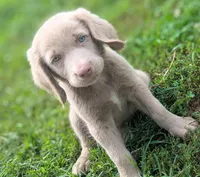 Reef, Long Hair, a male Weimaraner for sale in Blue Ridge, VA – 3 of 9