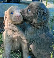Dreama, a female Weimaraner for sale in Blue Ridge, VA – 2 of 2