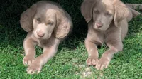 Reef, a male Weimaraner for sale in Blue Ridge, VA – 4 of 4