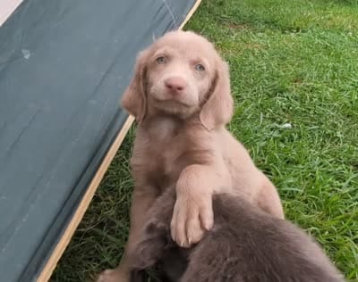 Ocean, Long Hair, a female Weimaraner for sale in Blue Ridge, VA – 8 of 10