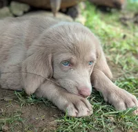 Ocean, Long Hair, a female Weimaraner for sale in Blue Ridge, VA – 10 of 10