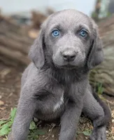 Starfish, a female Weimaraner for sale in Blue Ridge, VA – 6 of 8