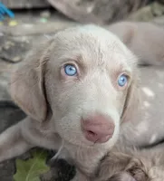 Ocean, Long Hair, a female Weimaraner for sale in Blue Ridge, VA – 9 of 10