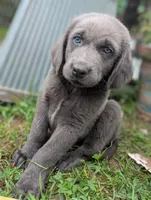 Starfish, a female Weimaraner for sale in Blue Ridge, VA – 2 of 8