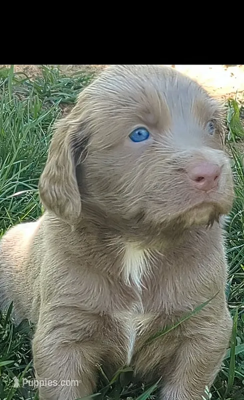 Heaven – Weimaraner puppy for sale in Blue Ridge, VA