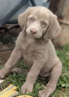 Ocean, Long Hair, a female Weimaraner for sale in Blue Ridge, VA – 3 of 10