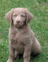 Reef, a male Weimaraner for sale in Blue Ridge, VA – 3 of 4
