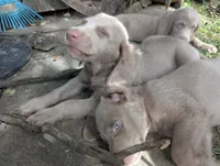 Reef, Long Hair, a male Weimaraner for sale in Blue Ridge, VA – 9 of 9