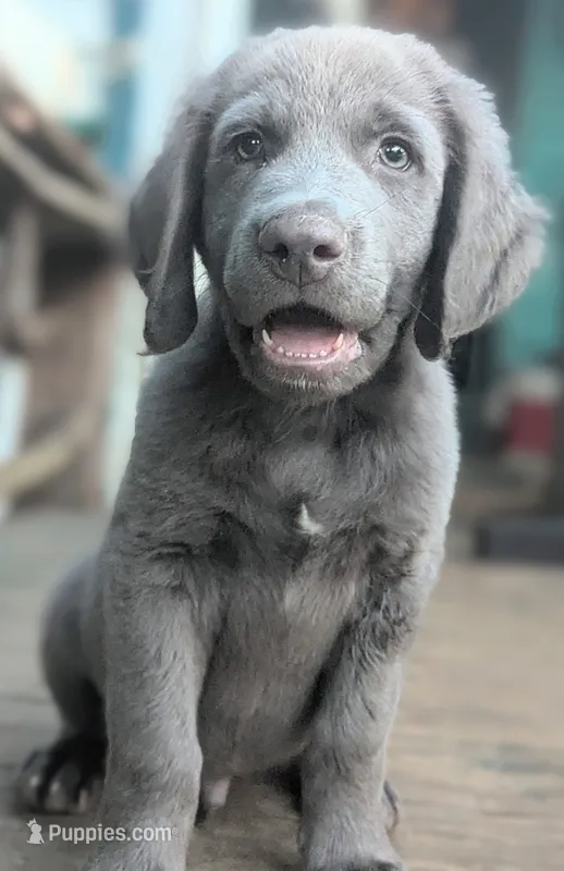 Salty, Long Hair – Weimaraner puppy for sale in Blue Ridge, VA