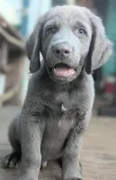 Salty, Long Hair, a male Weimaraner for sale in Blue Ridge, VA – 1 of 8