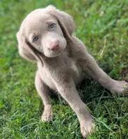 Reef, Long Hair, a male Weimaraner for sale in Blue Ridge, VA – 2 of 9