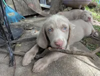 Reef, Long Hair, a male Weimaraner for sale in Blue Ridge, VA – 8 of 9