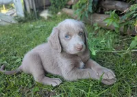 Ocean, a female Weimaraner for sale in Blue Ridge, VA – 2 of 4