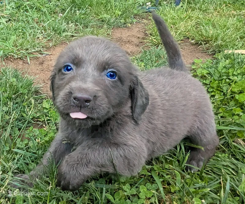 Kissie – Weimaraner puppy for sale in Blue Ridge, VA