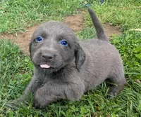 Kissie, a female Weimaraner for sale in Blue Ridge, VA – 1 of 2