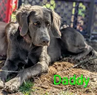 Heaven, a female Weimaraner for sale in Blue Ridge, VA – 6 of 8
