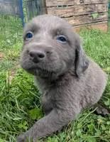 Kissie, a female Weimaraner for sale in Blue Ridge, VA – 2 of 2