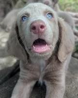 Ocean, Long Hair, a female Weimaraner for sale in Blue Ridge, VA – 7 of 10