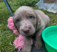 Heaven, a female Weimaraner for sale in Blue Ridge, VA – 5 of 8