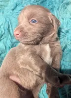 Ocean, a female Weimaraner for sale in Blue Ridge, VA – 4 of 4