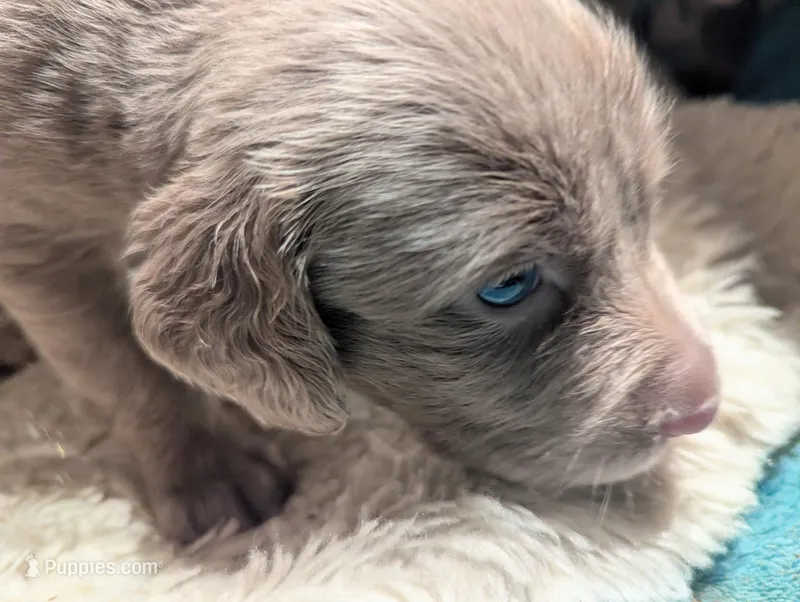Reef – Weimaraner puppy for sale in Blue Ridge, VA