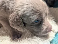 Reef, a male Weimaraner for sale in Blue Ridge, VA – 1 of 4