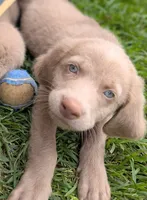 Reef, Long Hair, a male Weimaraner for sale in Blue Ridge, VA – 5 of 9