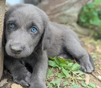 Starfish, a female Weimaraner for sale in Blue Ridge, VA – 7 of 8