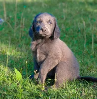 Salty, a male Weimaraner for sale in Blue Ridge, VA – 2 of 2