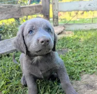 Ocean, a female Weimaraner for sale in Blue Ridge, VA – 3 of 4